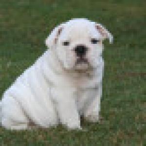 EnglishBulldogforAdoption